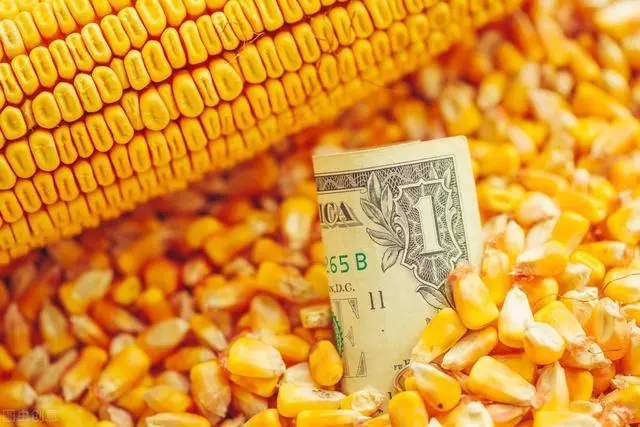 美国玉米评级下降至 59% 优良，大豆稳定