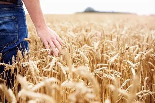 干旱使加拿大小麦收成降至 14 年低点，油菜籽收成萎缩