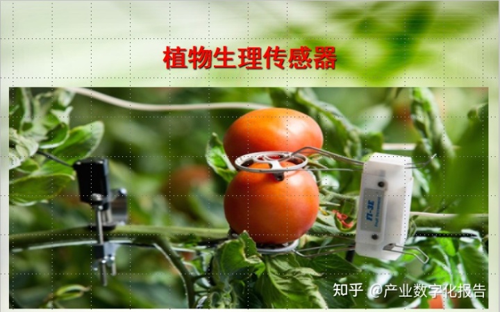 关键词：精准农业；无线传感器网络；农业现代化(组图)